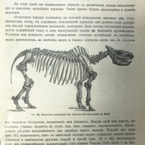 История земли. 2 тома. Неймар М. Тип. «Просвещение». СПб, 1904 г.