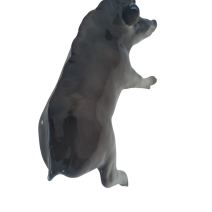 Кабан-секач. Ленинградский ФЗ. Автор Ризнич И.И.