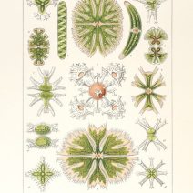 Красота форм природы. Проф. Эрнст Геккель. Изд. СПб, Книгоиздательское товарищество "Просвещение" 1904 г. 