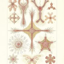 Красота форм природы. Проф. Эрнст Геккель. Изд. СПб, Книгоиздательское товарищество "Просвещение" 1904 г. 