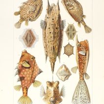 Красота форм природы. Проф. Эрнст Геккель. Изд. СПб, Книгоиздательское товарищество "Просвещение" 1904 г. 