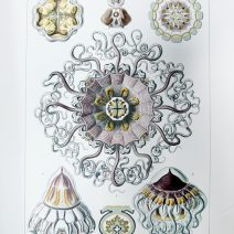 Красота форм природы. Проф. Эрнст Геккель. Изд. СПб, Книгоиздательское товарищество "Просвещение" 1904 г. 